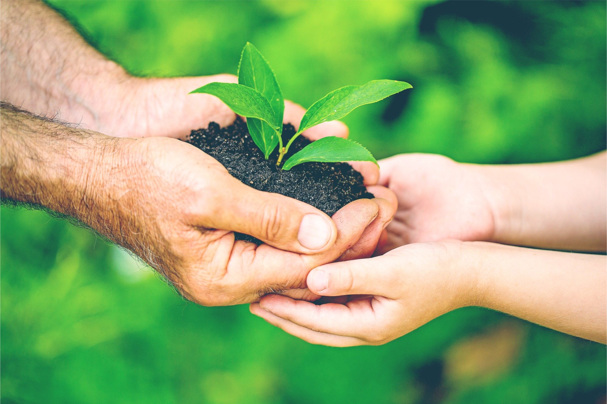 Two pairs of hands holding a seedling in soil